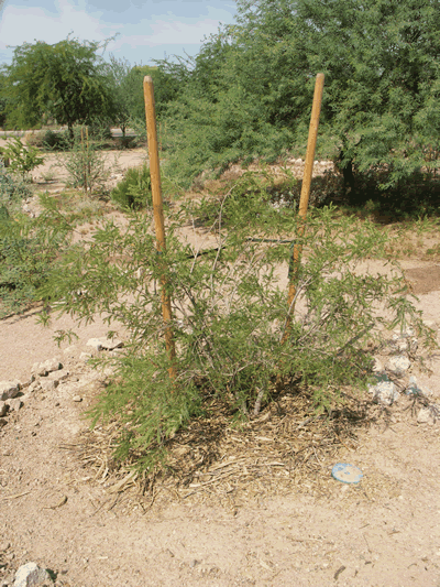 tempe mulch2 KM